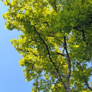 BrausePics000135